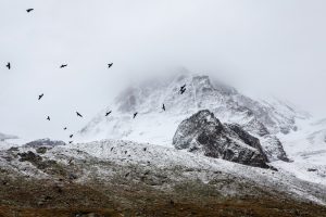 birds-cold-fog-4037-825x550 3